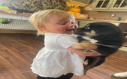 Rottweiler dogs for sale: 5 beautiful Rottweiler X puppies  - Image 15