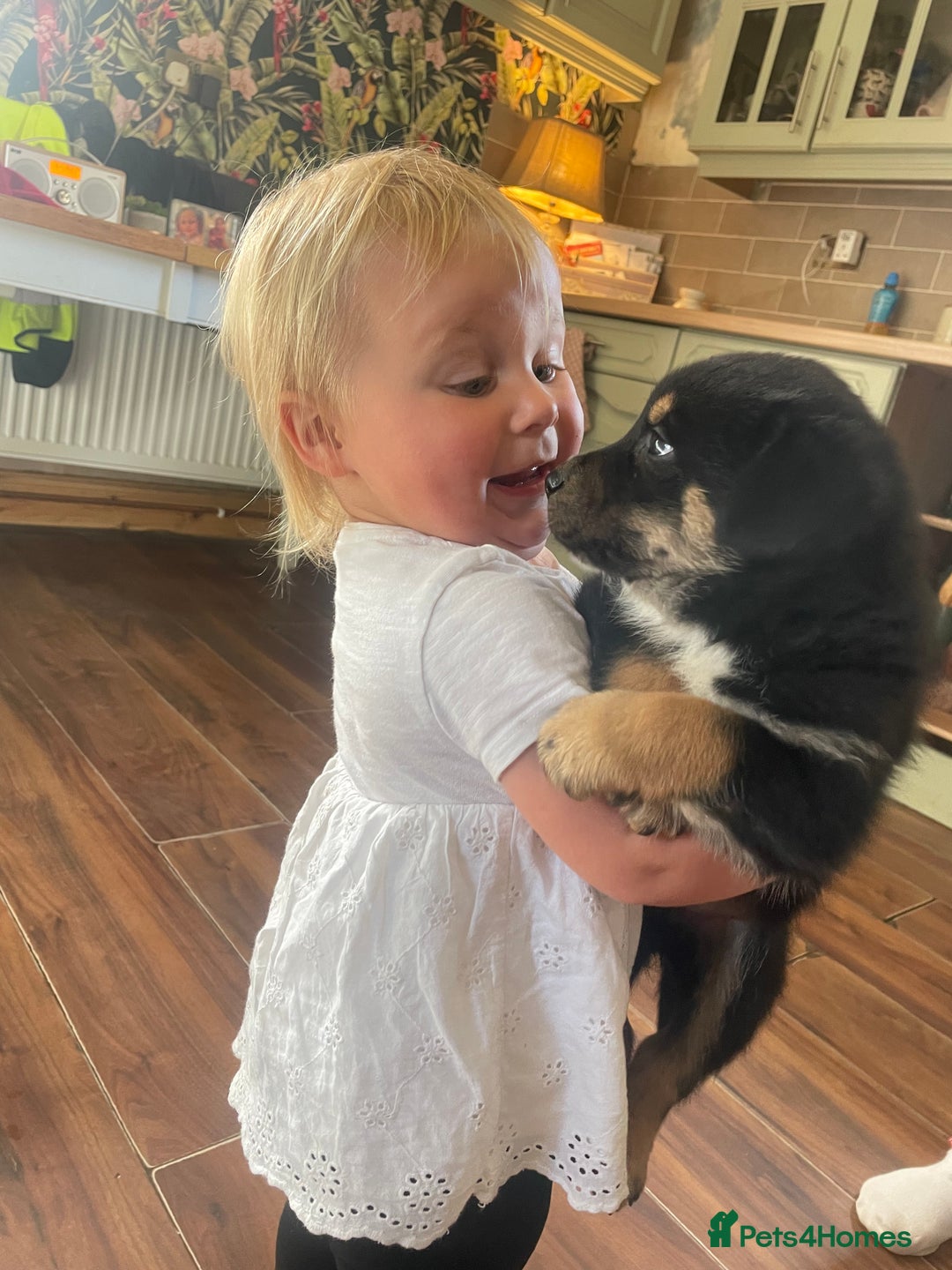 Rottweiler dogs for sale: 5 beautiful Rottweiler X puppies  - Image 15