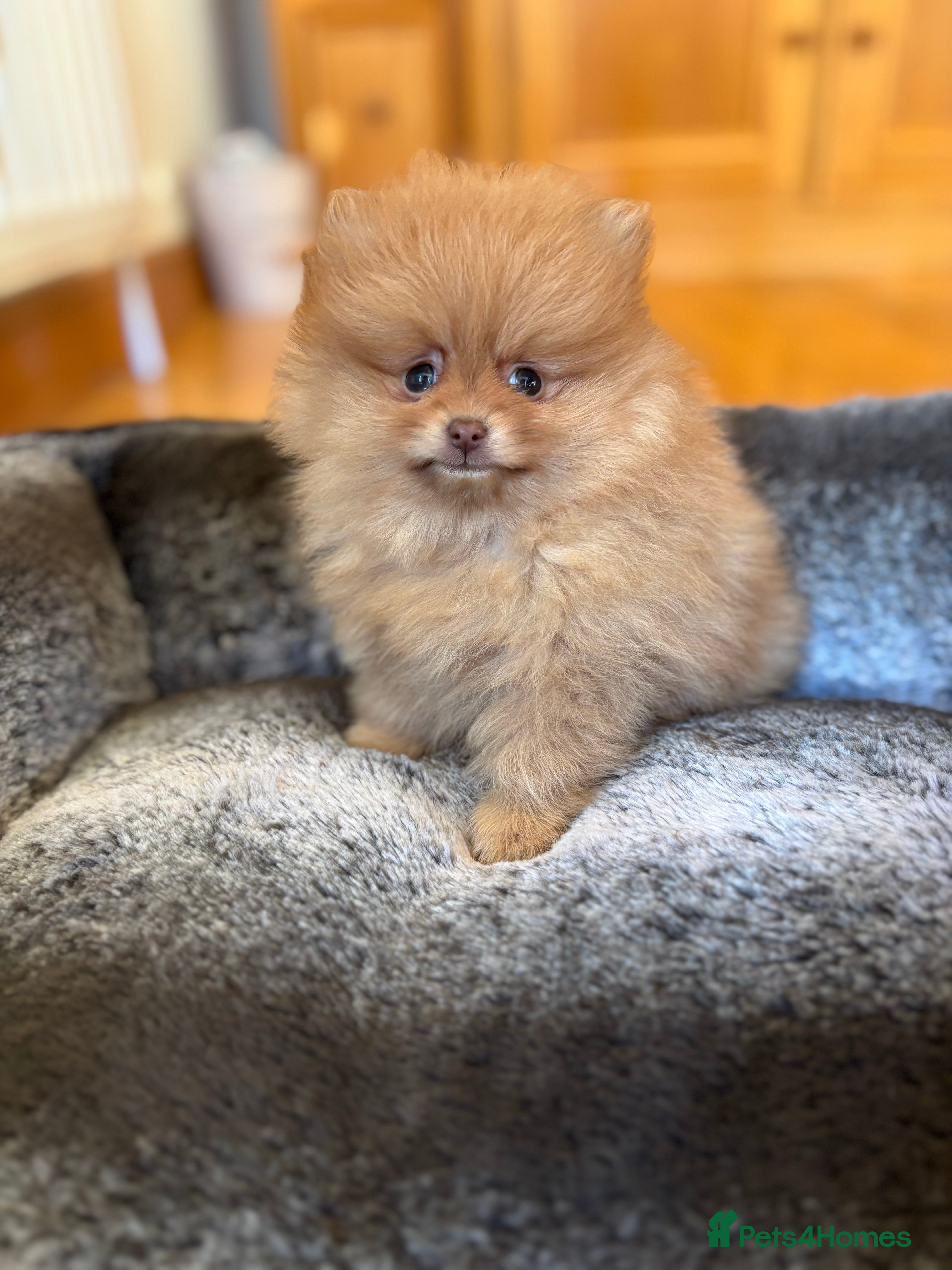 Pomeranian dogs Stunning Orange Boy - Advert 1