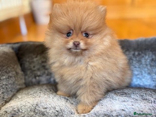 Pomeranian dogs Stunning Orange Boy - Advert 1
