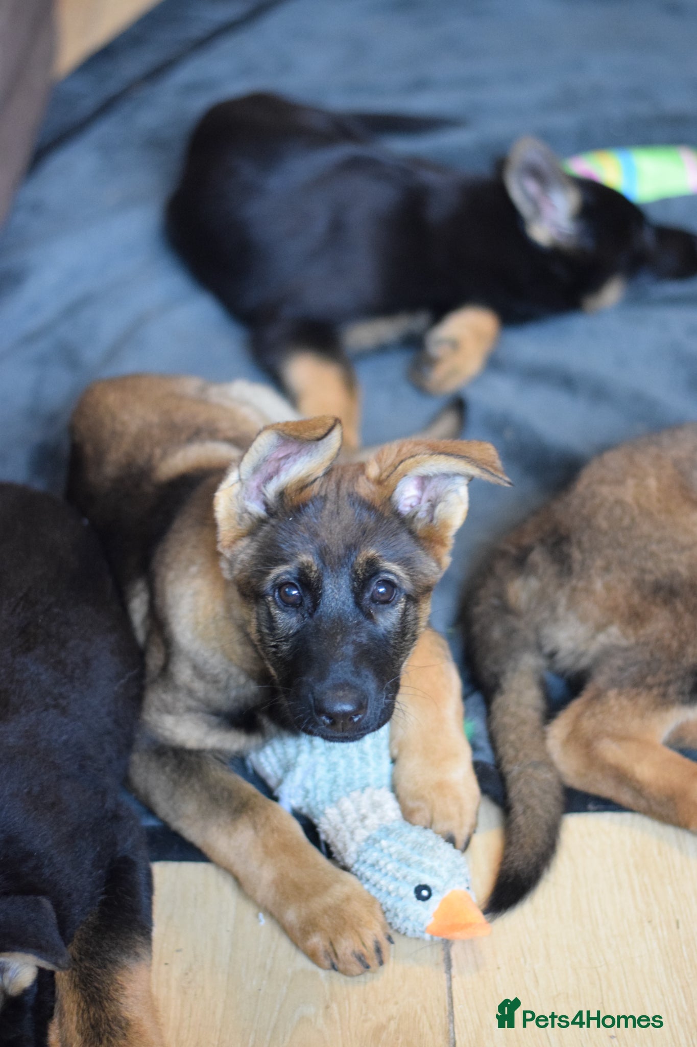 German Shepherd dogs ⭐⭐ ⭐ German Shepherd ⭐⭐⭐  - Advert 2