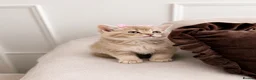 British Shorthair cats for sale: Lilac British Shorthair Female - Advert 4