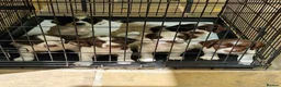English Springer Spaniel dogs for sale: KC registered English Springer Spaniel puppies. - Advert 11