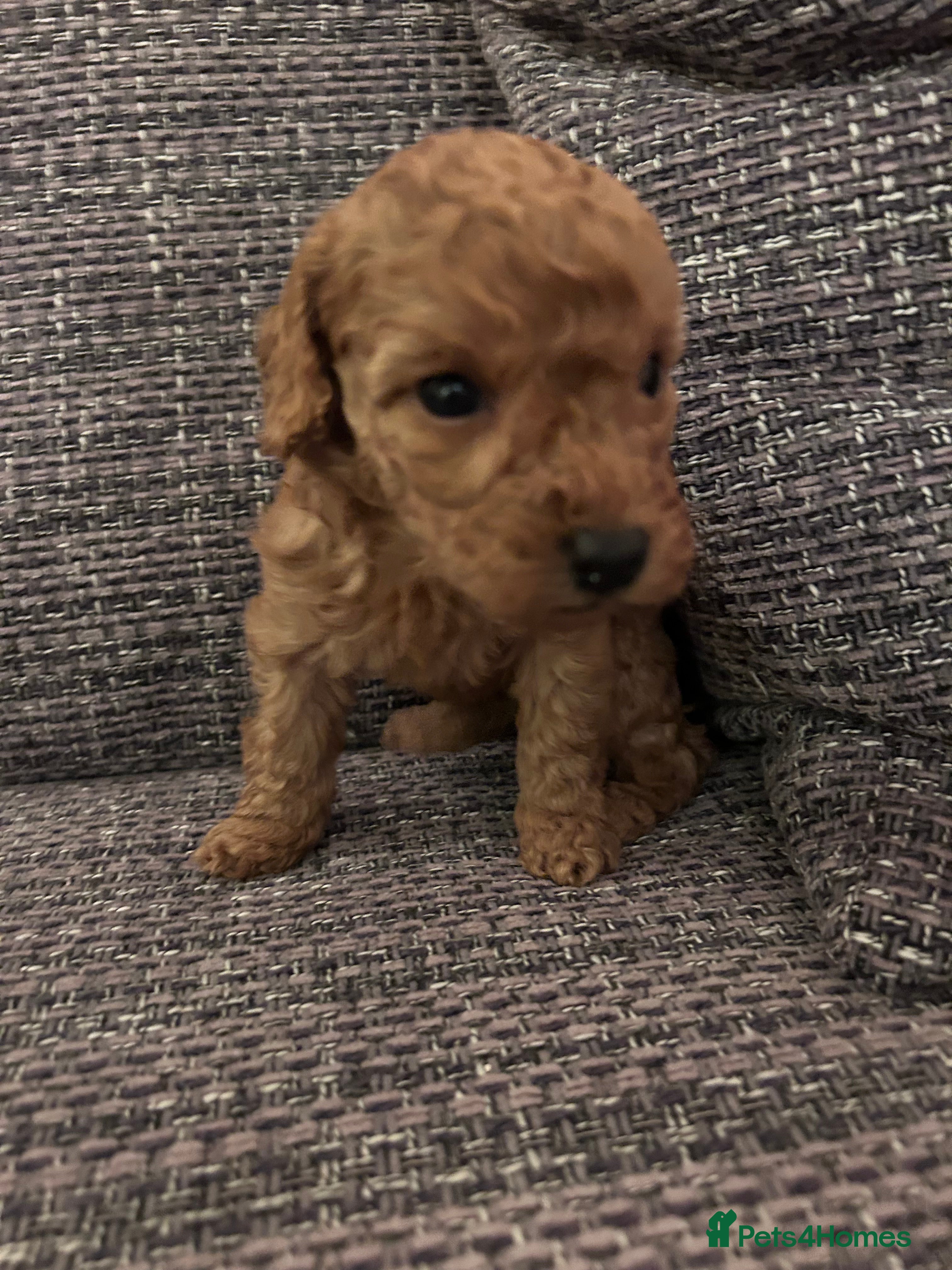 Miniature Poodle dogs Miniature poodles - Advert 3