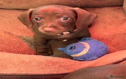Miniature Dachshund dogs for sale: Stunning KC Reg chocolate/tan Dachshund puppies - Image 8