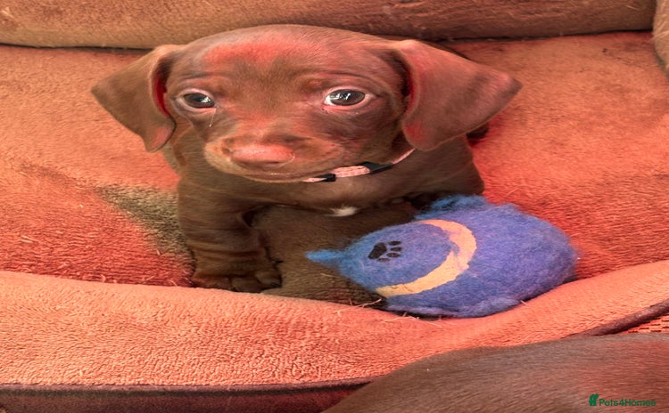 Miniature Dachshund dogs - Advert 2