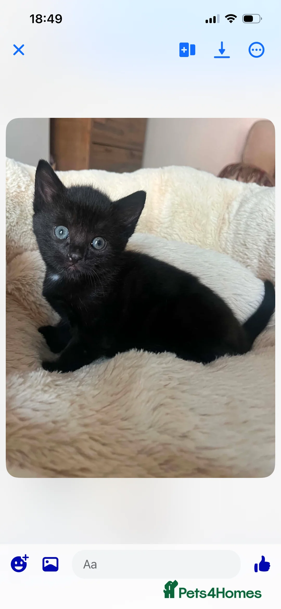 British Shorthair cats for sale: 4 kittens for sale  in Darlington - Advert 2