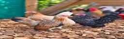 Chickens poultry for sale: Various Chicken Breeds - Advert 2