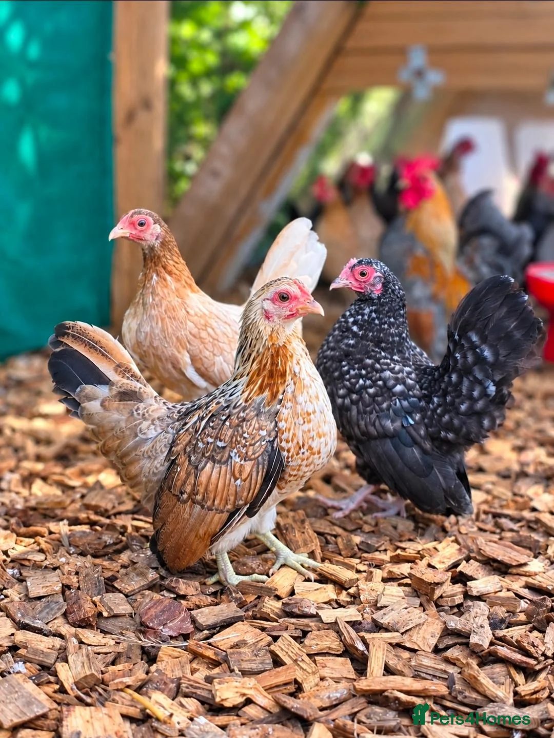 Chickens poultry for sale: Various Chicken Breeds - Advert 2