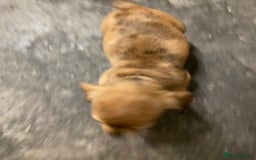 Mixed Breed dogs for sale: Dachshund cross Patterdale - Image 9