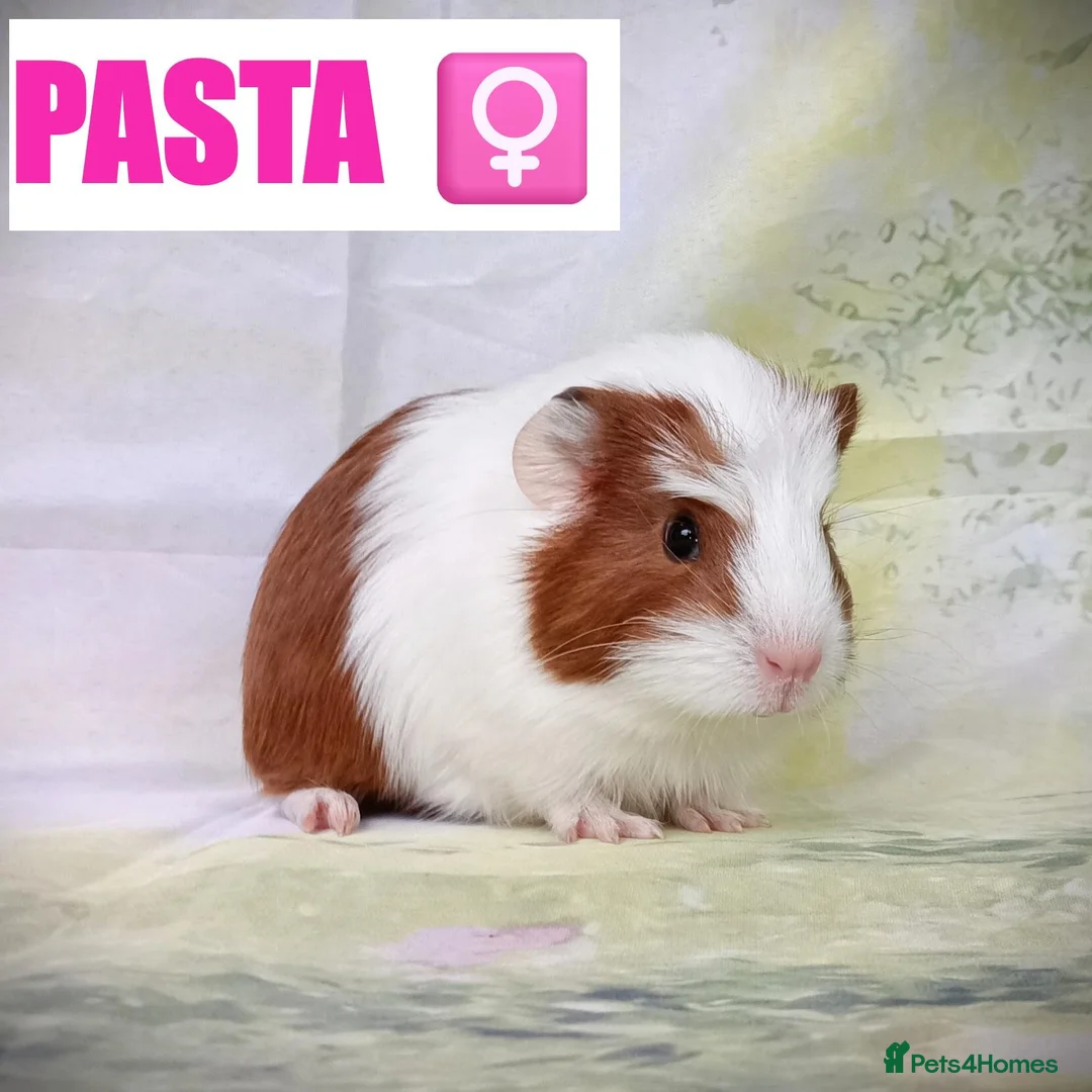Guinea Pig rodents for sale: 🐹 8 Baby Guinea Pigs ❤️ - Advert 2