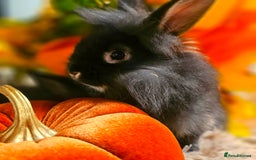 Mini Lion Lop rabbits for sale: Cute fluffy lion heads  - Image 6