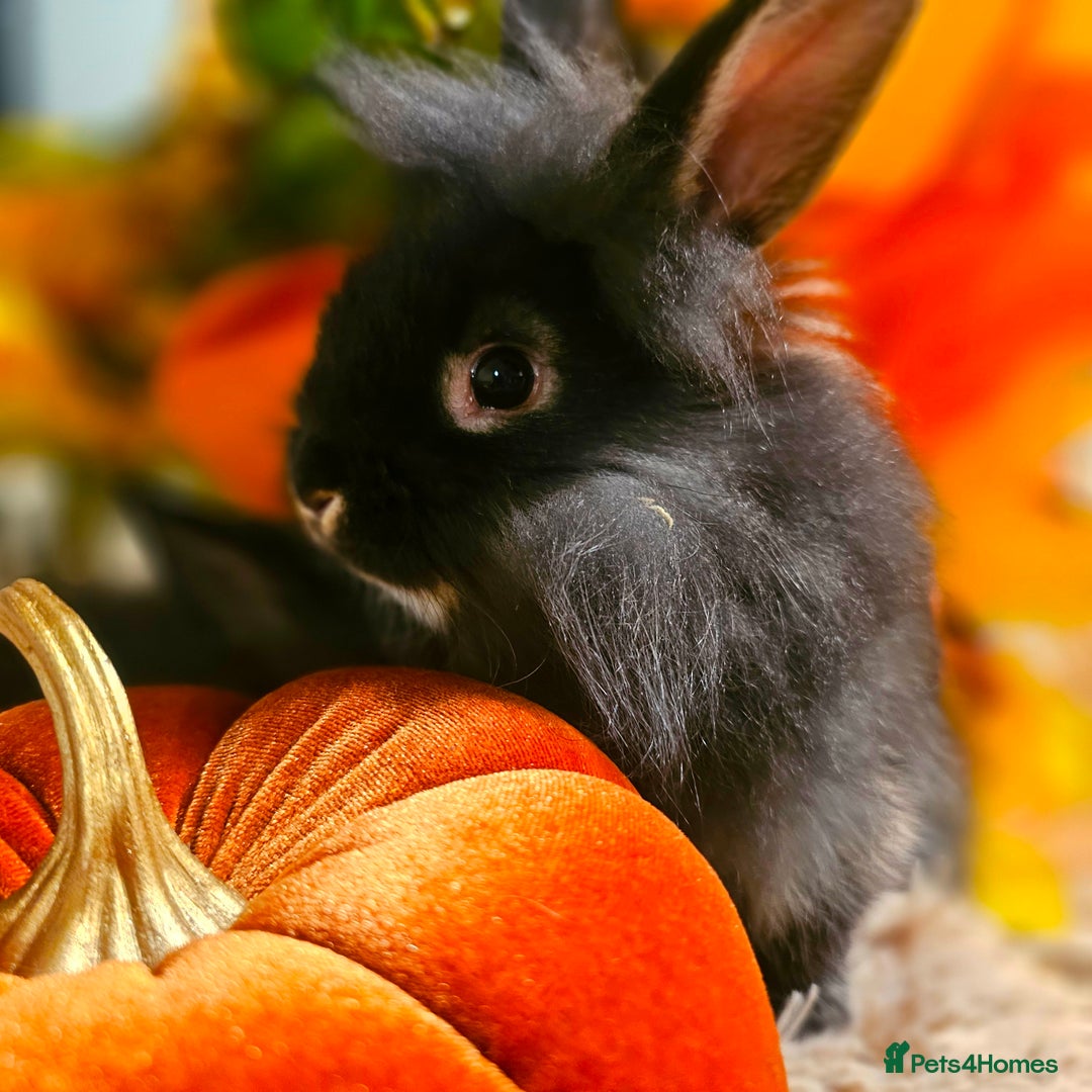 Mini Lion Lop rabbits for sale: Cute fluffy lion heads  - Image 6