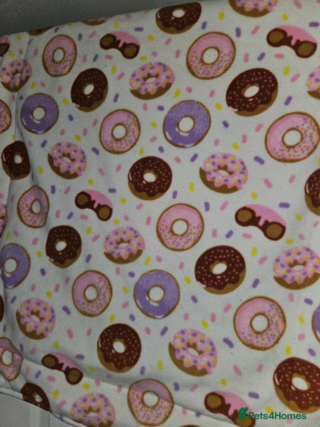 Guinea Pig rodents for sale: 2x skinny pigs plus full set up - Advert 3