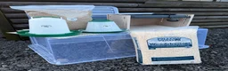 Mixed Breed poultry for sale: Chick Rearing Kit - Advert 1