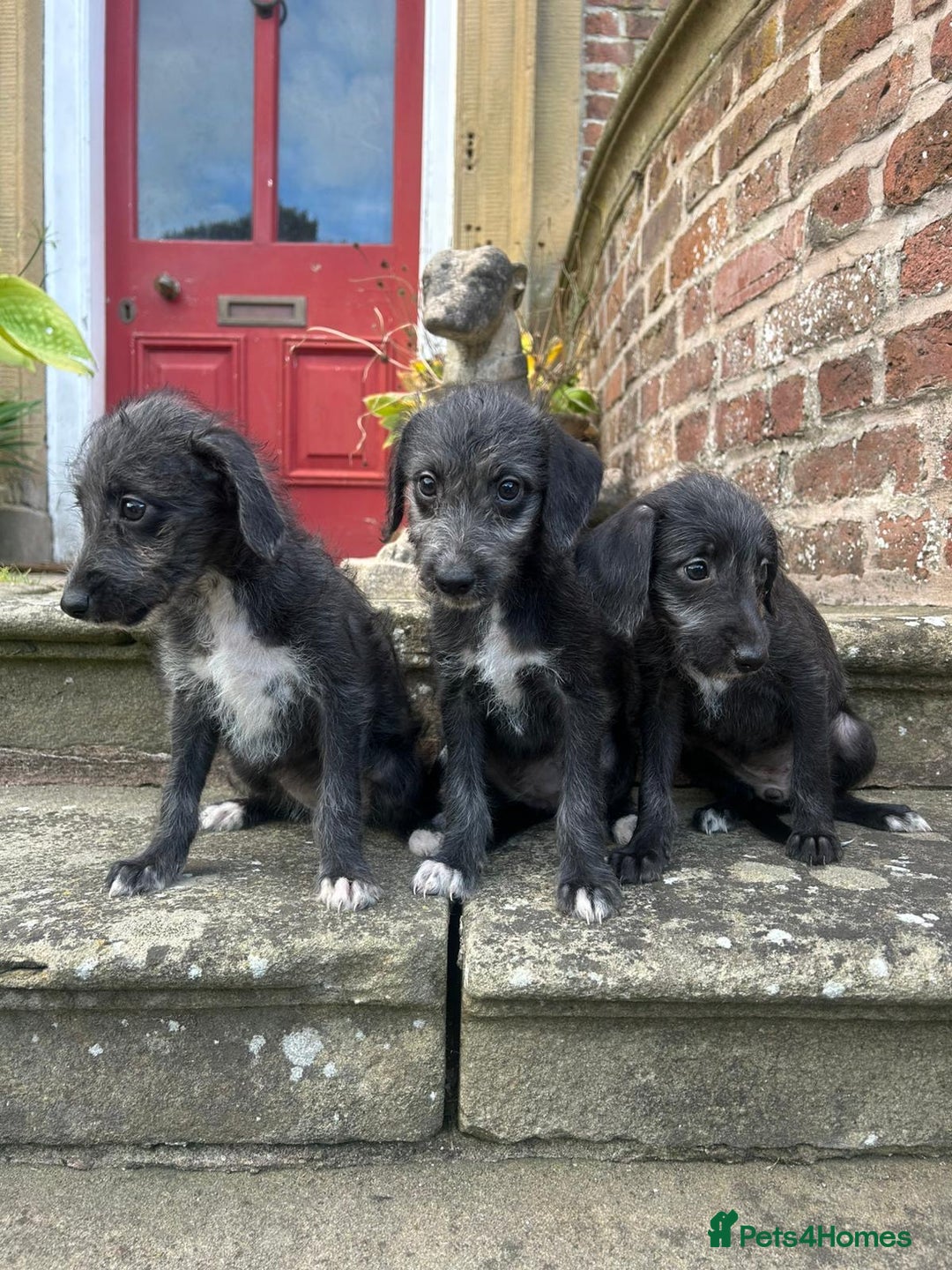 Bedlington Terrier dogs for sale: Fantastic F1 Bedlington x Whippet Puppies  - Image 9