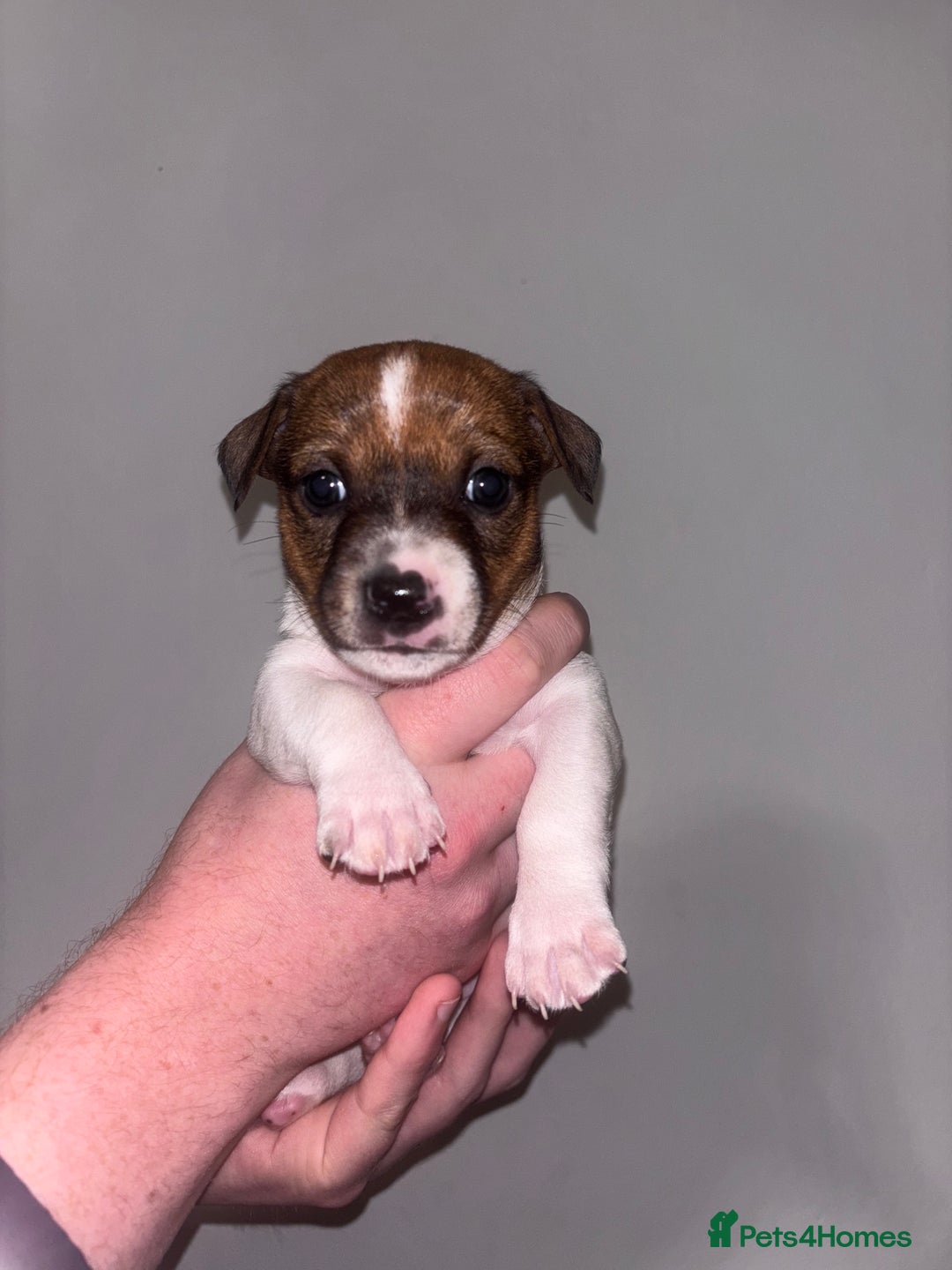 Jack Russell dogs for sale: Jack Russell pups  - Advert 5