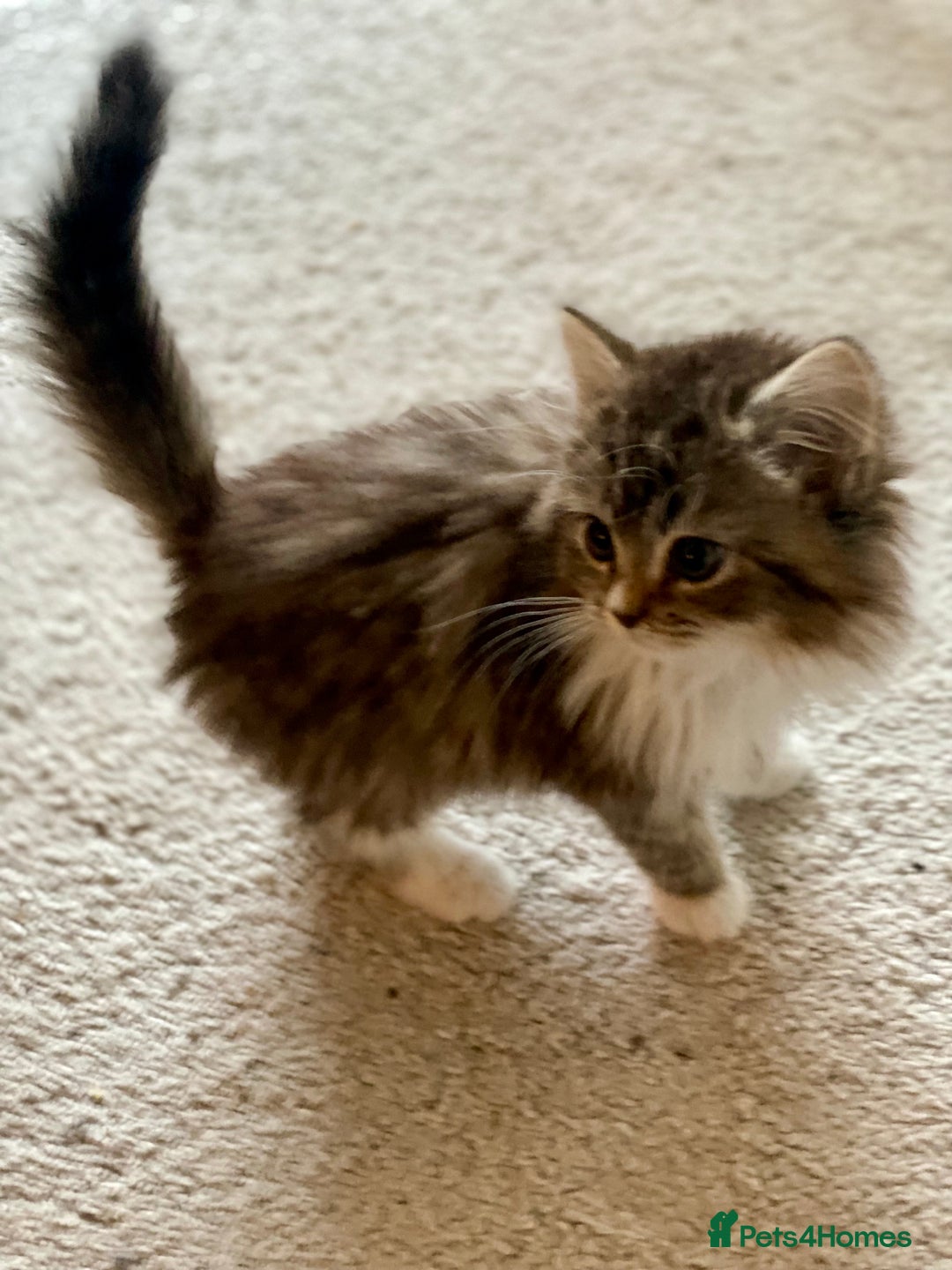 Mixed Breed cats for sale: SOLD  - Advert 3