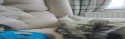 Maine Coon cats for sale: Maincoon kittens in Durham - Advert 14
