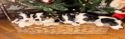 Border Collie dogs for sale: Adorable Sheepdog Pups - Advert 1