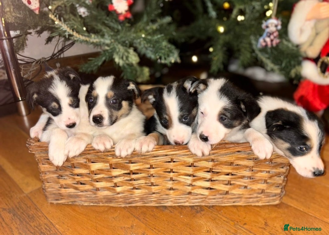 Border Collie dogs for sale: Adorable Sheepdog Pups - Advert 1