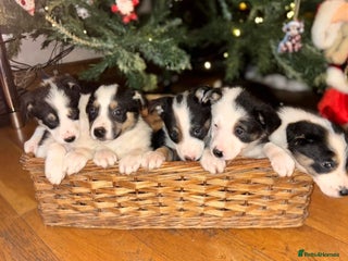 Border Collie dogs Adorable Sheepdog Pups - Advert 1