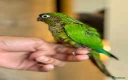 Parrots birds for sale: Adorable Hand-Reared Baby Conures – 10 Weeks Old - Image 12
