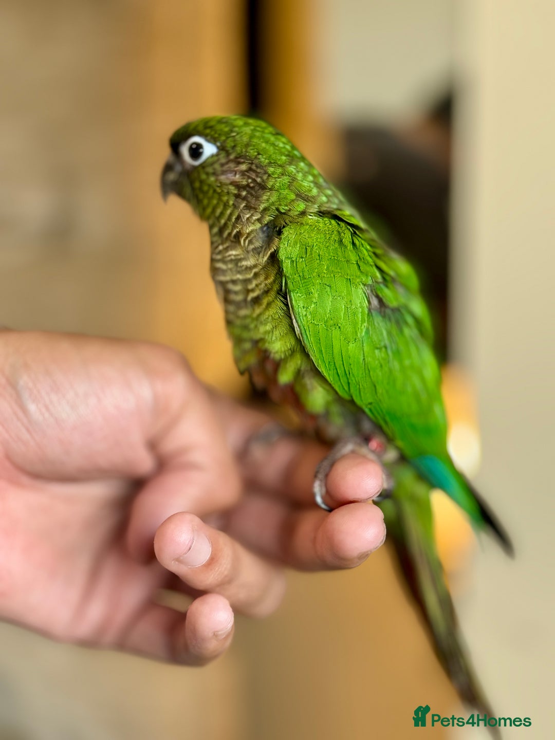 Parrots birds for sale: Adorable Hand-Reared Baby Conures – 10 Weeks Old - Image 12