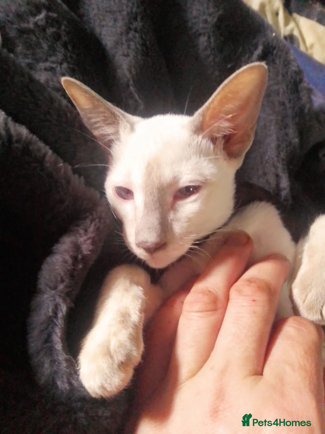 Siamese cats for sale: Siamese kittens - Advert 2