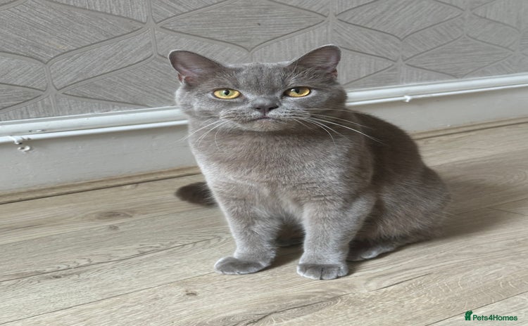 British Shorthair cats - Advert 13