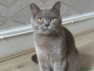 British Shorthair cats - Advert 22