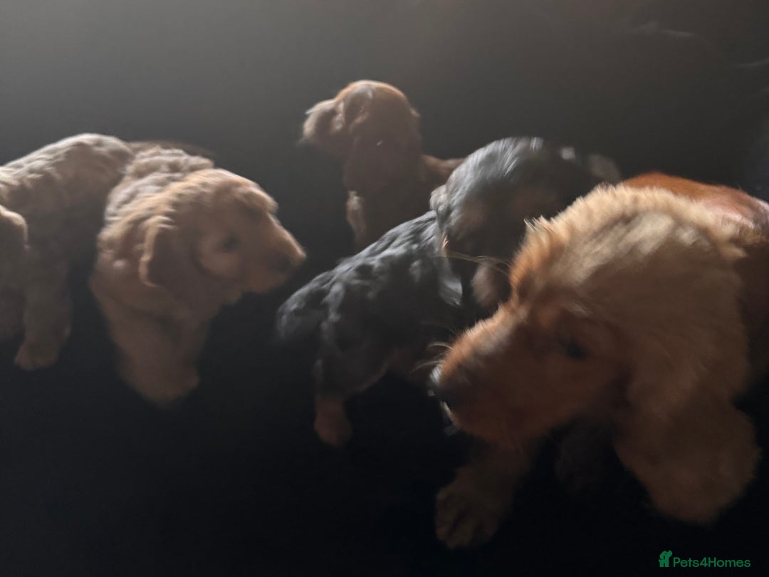 Cockapoo dogs for sale: Ready now F1 cockapoo puppies  - Advert 6