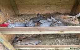 Continental Giant rabbits for sale: Rabbits for sale very nice  - Image 12
