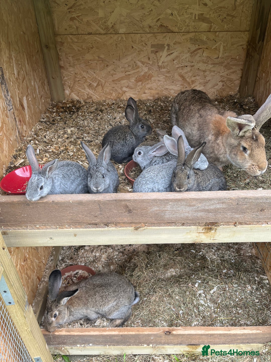 Continental Giant rabbits for sale: Rabbits for sale very nice  - Image 12