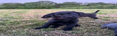Red collard black male