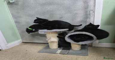 British Shorthair cats - Advert 11