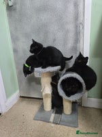 British Shorthair cats - Advert 11