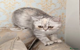 Exotic cats for sale: Adorable Exotic Shorthair girls. Ready now! - Advert 5