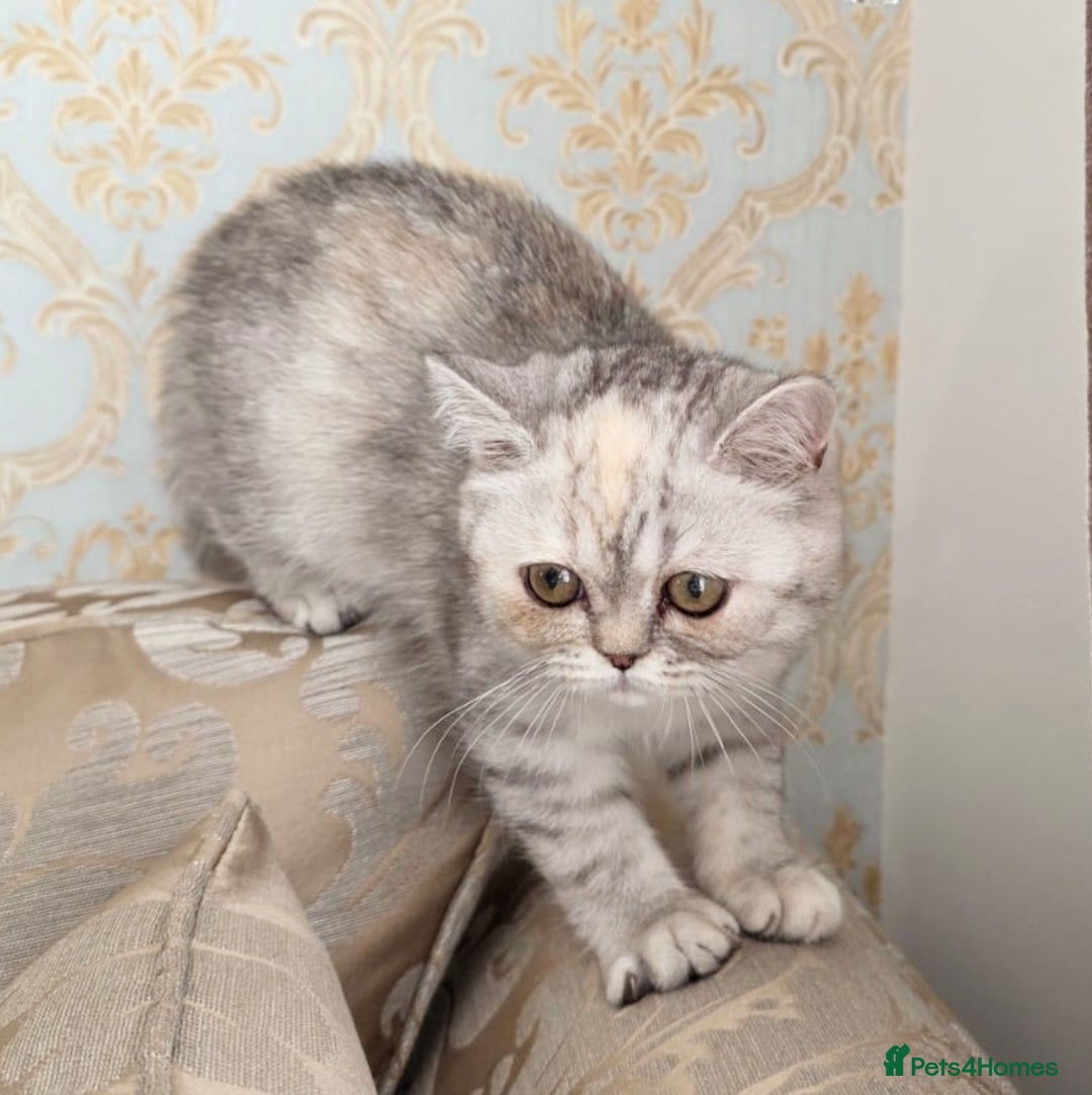 Exotic cats for sale: Adorable Exotic Shorthair girls. Ready now! - Advert 5