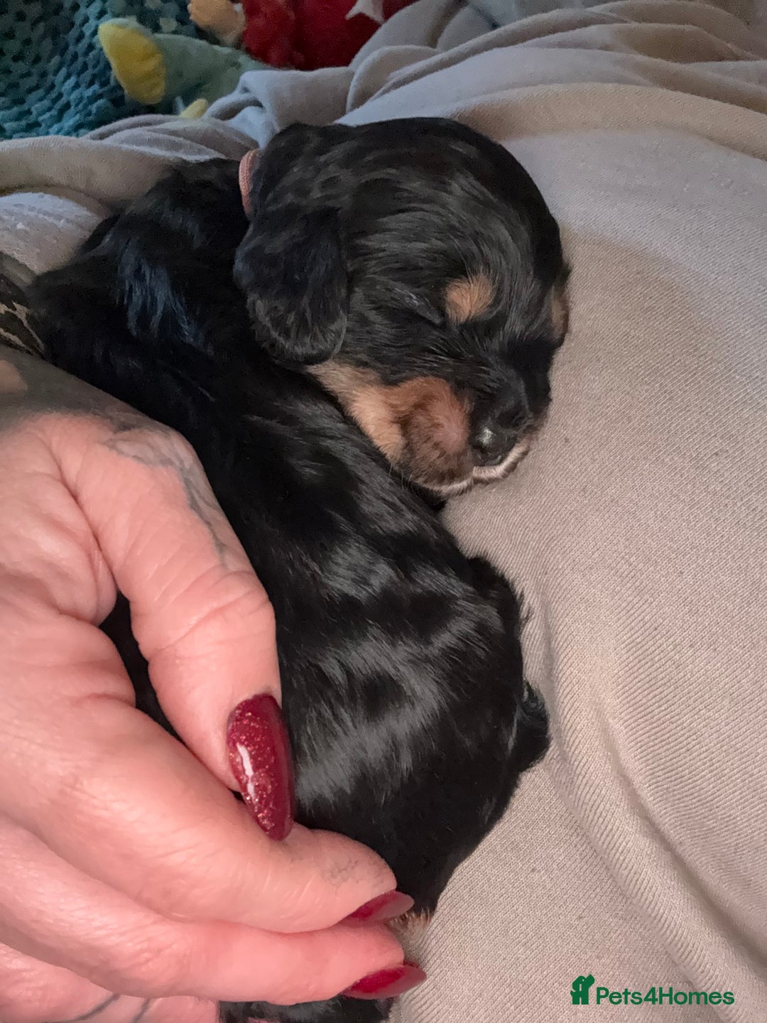 Mixed Breed dogs for sale: Beautiful Cavapoo puppies  - Advert 3