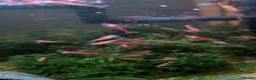 Shrimps fish for sale: Red Cherry Shrimps  in Guisborough - Advert 2