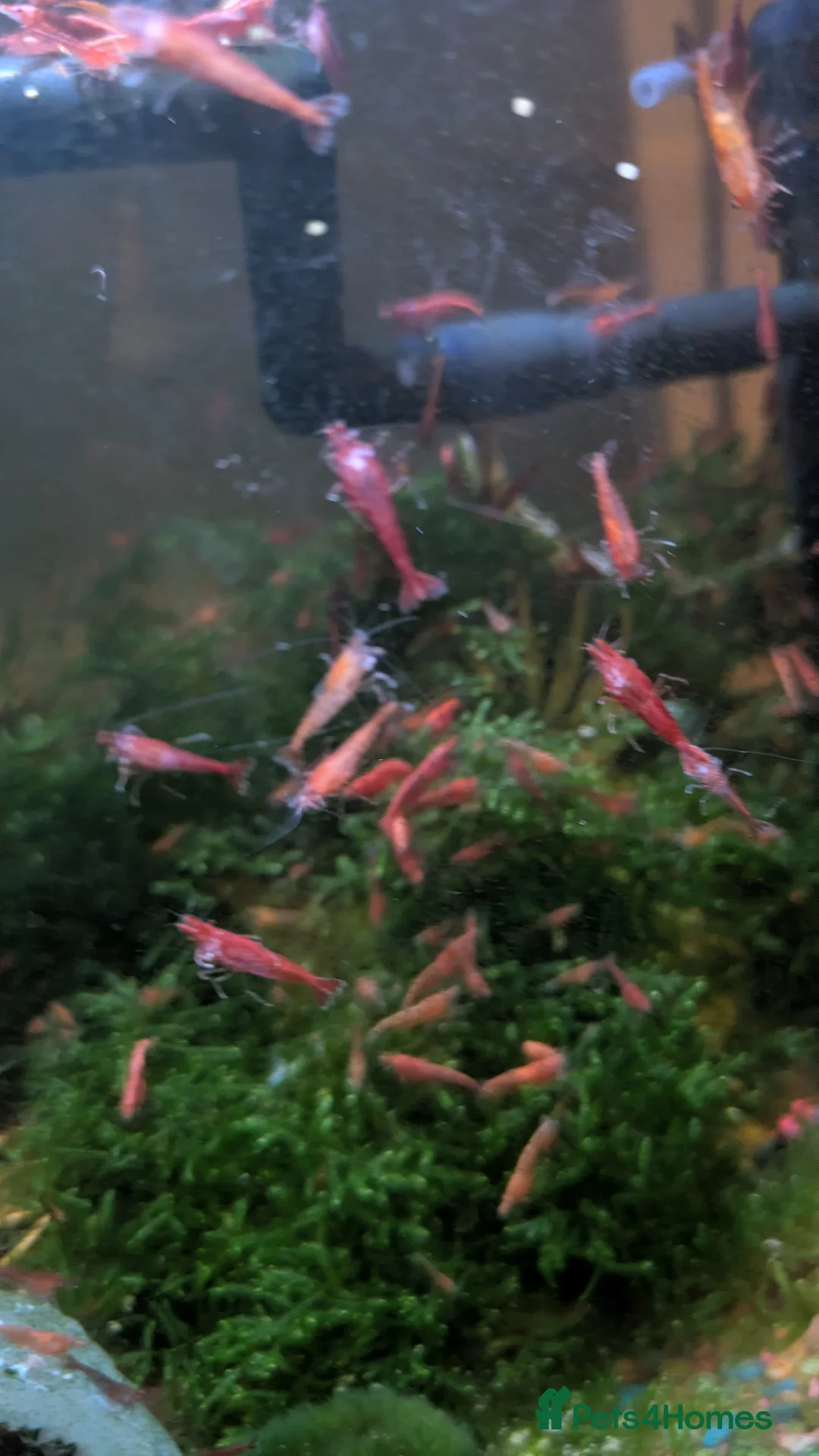 Shrimps fish for sale: Red Cherry Shrimps  in Guisborough - Advert 2
