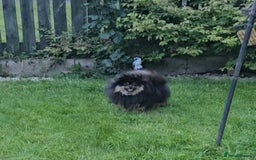 Pomeranian dogs for sale: beautiful pomeranian bitch - Image 5
