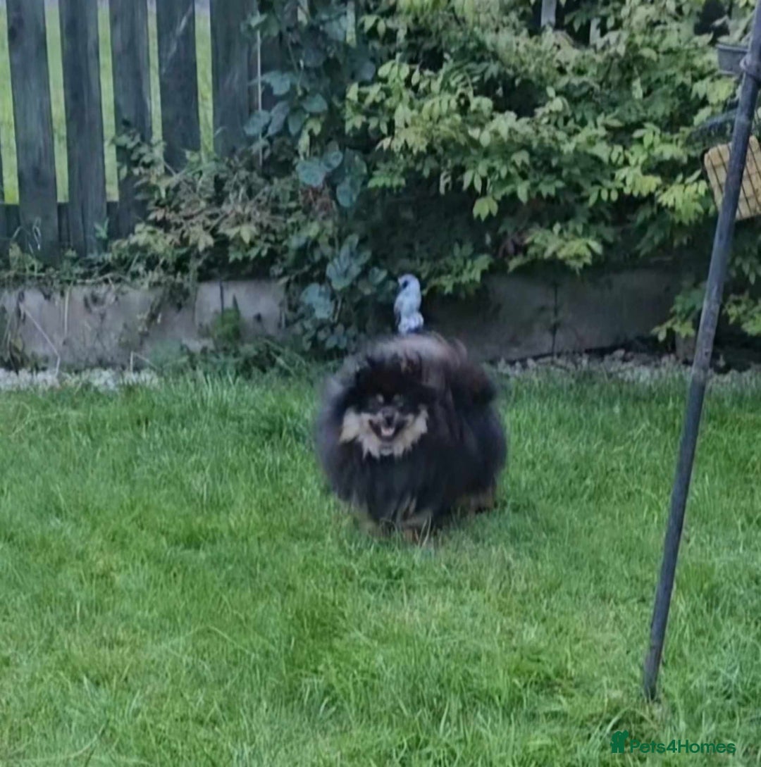 Pomeranian dogs for sale: beautiful pomeranian bitch - Image 5