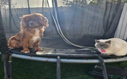 Cavalier King Charles Spaniel dogs for sale: Female Ruby KC Cavalier King Charles Spaniel - Image 7