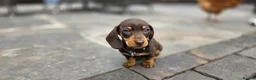 Miniature Dachshund dogs for sale: 2 Gorgeous Miniature dachshund females  - Advert 11
