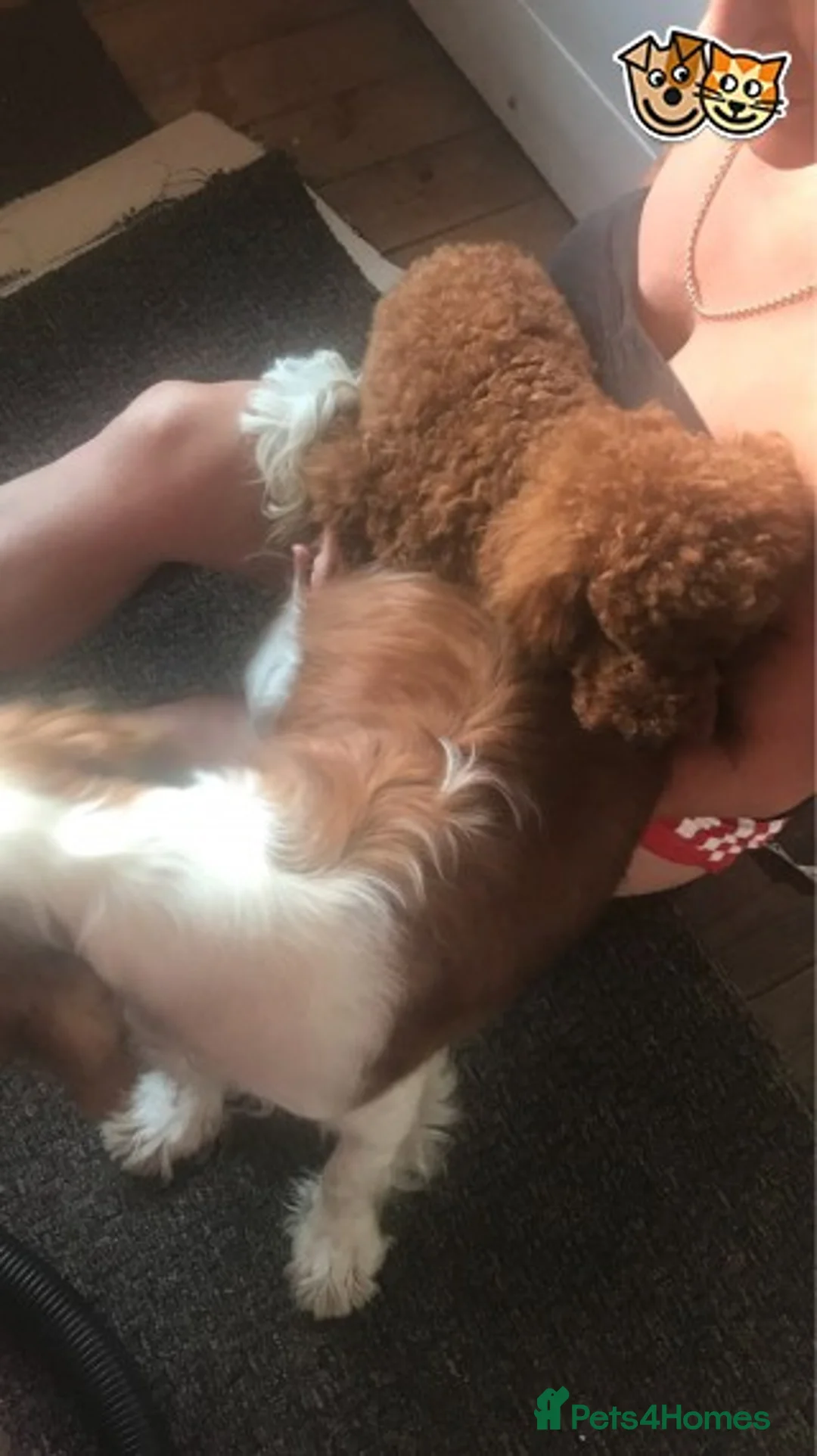 Toy Poodle dogs for stud: Donnajays 5* PROVEN, HEALTH TESTED & PROFESSIONAL in Stafford - Advert 6