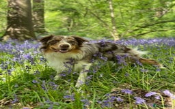 Border Collie dogs for stud: PROVEN STUD AVAILABLE (KC REG) - Image 5