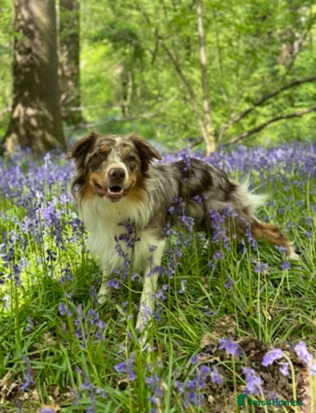 Border Collie dogs for stud: PROVEN STUD AVAILABLE (KC REG) - Image 5