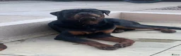 Rottweiler dogs for sale: AMAZING 9 MONTH OLD PEDIGREE BOY - Advert 4